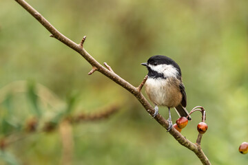 close up of one Black-capped Chickadee resting on thin branch with few tiny red berries with isolated green background