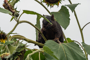 close up of one chubby grey squirrel resting on the branch of sunflowers in the garden on an...