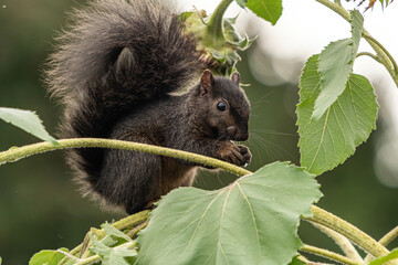 one cute grey squirrel sitting on top of a sunflower branch eating sunflower seeds
