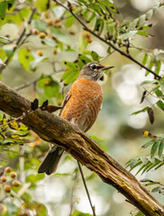 portrait of one american robin bird resting on the tree branch surrounded by green leaves and tiny red berries