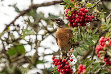 close up of an American robin resting on the branch on the tree filled with small red berries