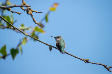 Hummingbird resting on branch