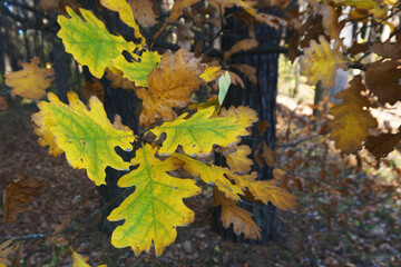 Oak branch with yellow-green leaves in the forest in autumn. Background from leaves. Autumn concept.