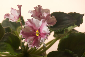 Beautiful white-pink Saintpaulia flower close-up...