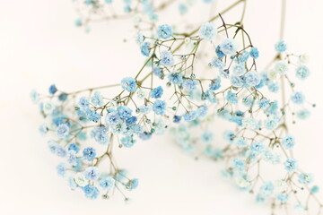 Blue gypsophila flowers or baby's breath flowers close up on white background selective focus.Macro flowers texture. Poster