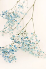 Blue gypsophila or baby's breath flowers close up on white background selective focus.Macro flowers texture. Poster