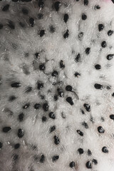 Pitaya Cactus fruit macro close up