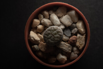 Lithops succulent plant macro close up