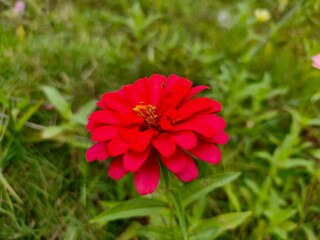 red poppy flower