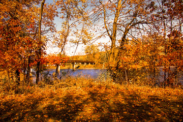 A beautiful scene of golden autumn trees, full of orange and dry brown foliages fallen on the ground with a bridge over the lake under the blue sky