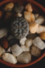 Lithops succulent plant macro close up