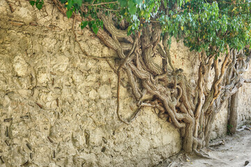 tree branches intertwine on the wall