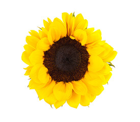 Sunflower with leaves isolated on white background. Top view