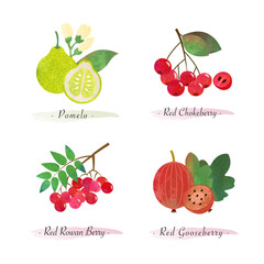 Organic nature healthy food fruit pomelo red chokeberry red rowan berry red gooseberry