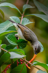 Purple-rumped Sunbird