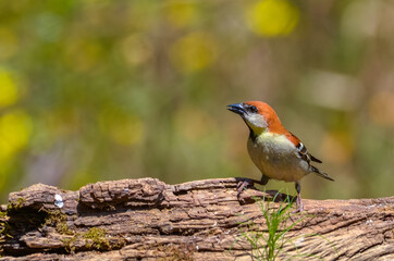 Fototapeta premium Russet sparrow, Birds of Himalaya