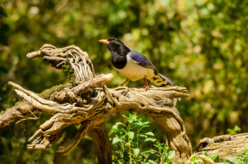  red-billed blue magpie, Birds of Himalaya
