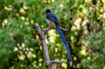  red-billed blue magpie,  Birds of Himalaya