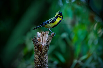 Black-lored Tit sitting on a branch