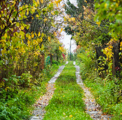 Beautiful country street with lot of plants. Selective focus.