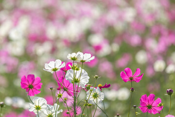 美しいコスモス