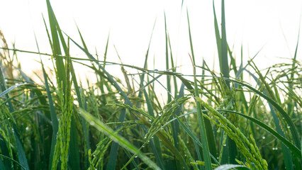 Paddy plant during morning sunrise