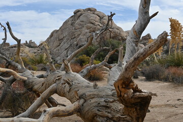 Fototapeta na wymiar Rocks and trees in desert park. Joshua Tree National Park travel