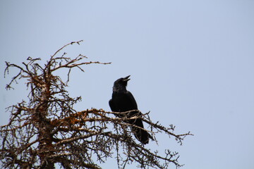 Raven In The Tree, Banff National Park, Alberta