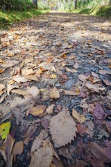 Autumn road with fallen leaves.