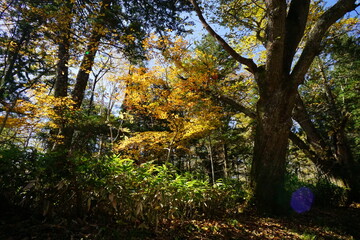 Autumn hike. Trees in autumn colors. Japanese landscape.