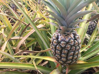 pineapple in the garden