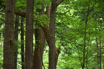 The peaceful quiet deep green forest in Sapporo Japan