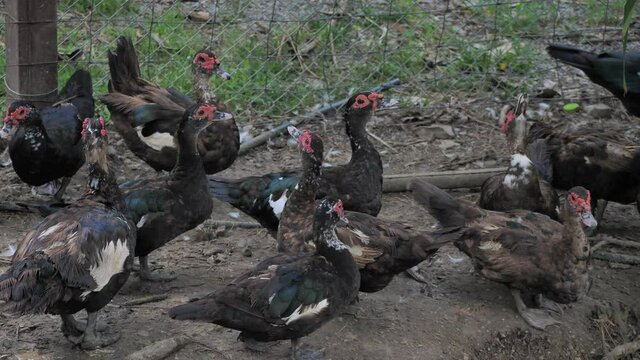 (Cloaca) Duck mating, A group of ducks are relaxing with nature.
