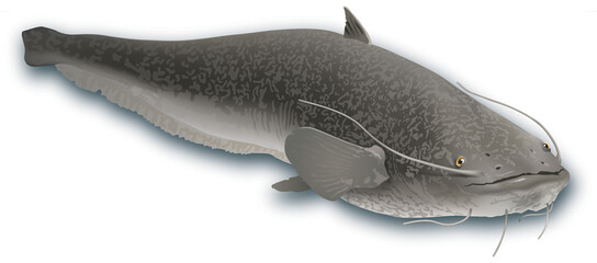 Poissons - Silure glane A
