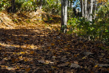 落ち葉の絨毯