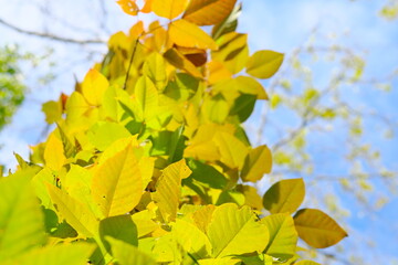 Obraz premium 美しい紅葉