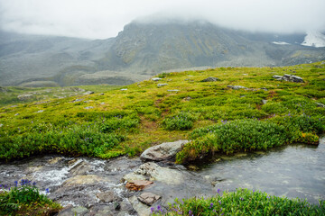 Vivid green alpine landscape with mountain creek among rich vegetation and mountains among low...