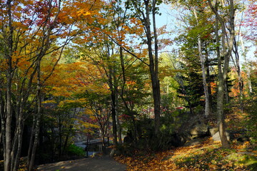 美しい紅葉の公園