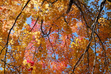 美しい紅葉の公園
