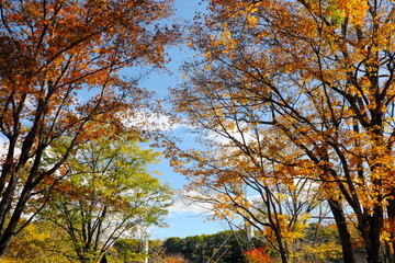 美しい紅葉の公園