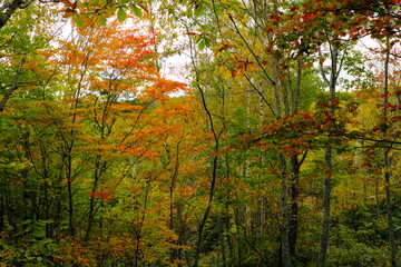 美しい紅葉の森