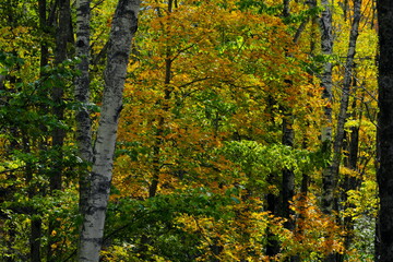 美しい紅葉の森
