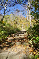 In the autumn forest. Trees that turn red. Beautiful scenery of Japan.