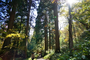 A road lined with large cedar trees. In the forest where the sunlight shines through. Beautiful Japanese landscape.