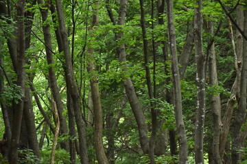The peaceful forest walks with the young maple trees in Sapporo Japan