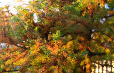 A sprig of European larch or Larix decidua on a blurred natural background. Larch branch on an autumn sunny day.