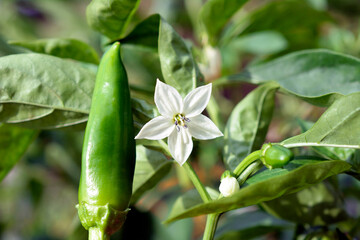 ししとう。次から次に実をつけ、収穫量多い、シシトウガラシ、家庭菜園、畑、野菜イメージ素材