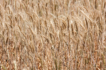 Wheat crop in Central Western NSW Australia
