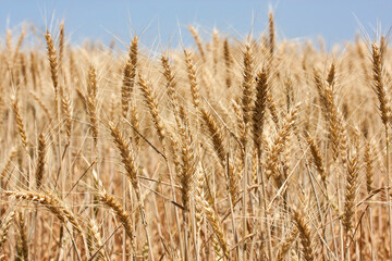 Wheat crop in Central Western NSW Australia