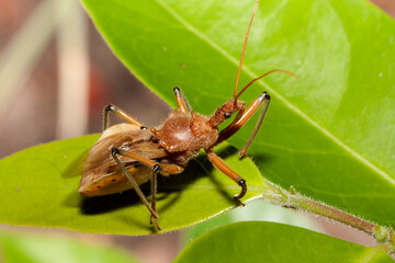 Assassin Bug photographed on green leaf